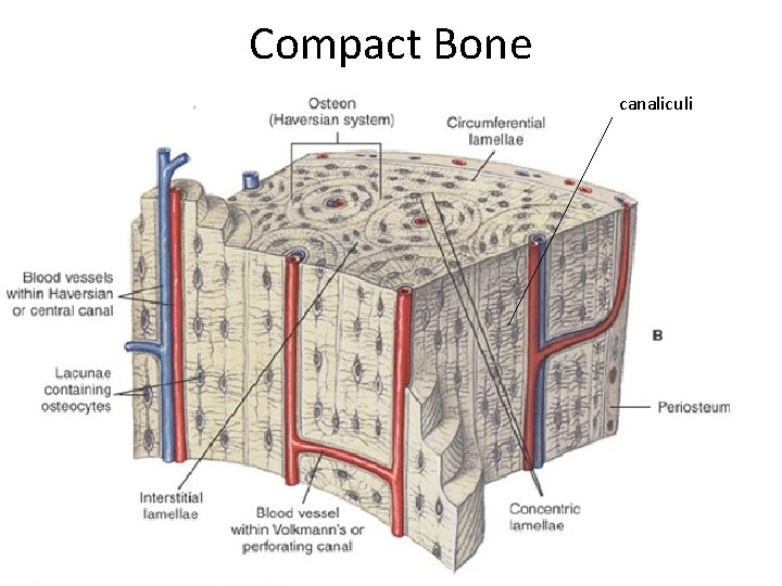 Compact Bone canaliculi 
