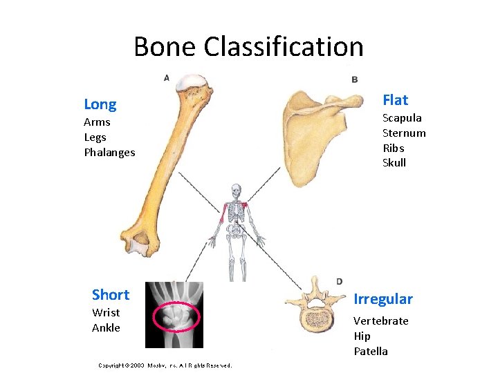 Bone Classification Long Arms Legs Phalanges Short Wrist Ankle Flat Scapula Sternum Ribs Skull