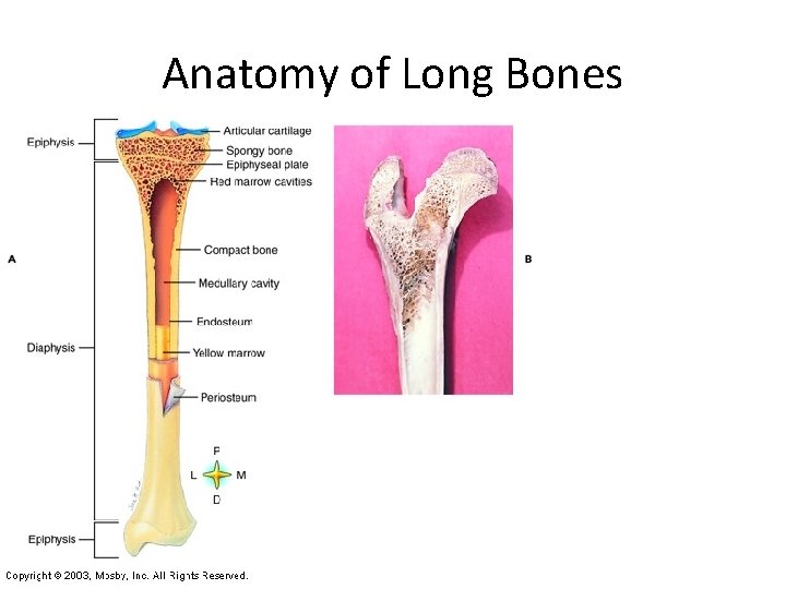 Anatomy of Long Bones 