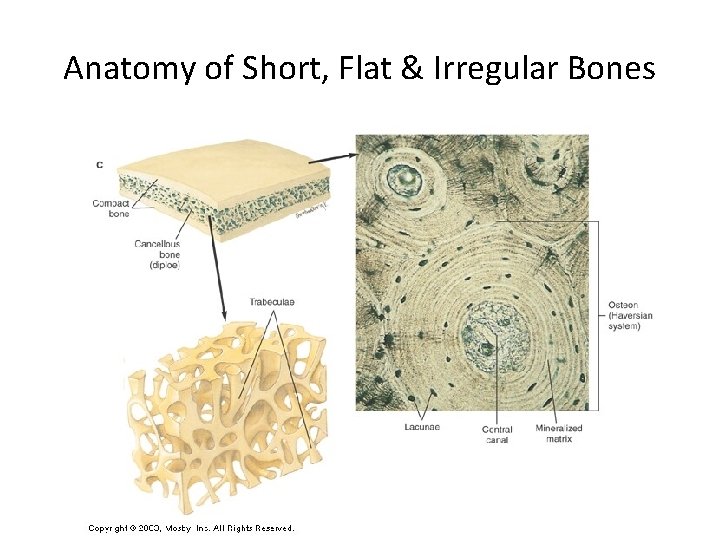 Anatomy of Short, Flat & Irregular Bones 