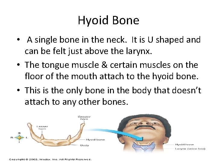 Hyoid Bone • A single bone in the neck. It is U shaped and