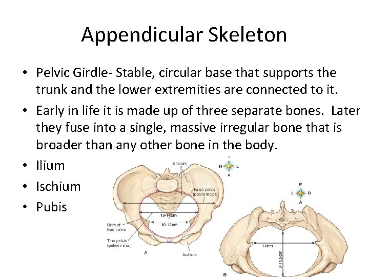 Appendicular Skeleton • Pelvic Girdle- Stable, circular base that supports the trunk and the