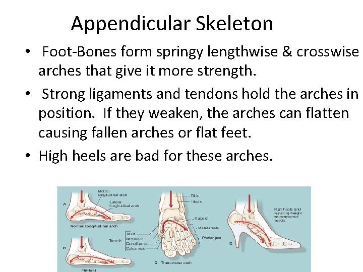 Appendicular Skeleton • Foot-Bones form springy lengthwise & crosswise arches that give it more
