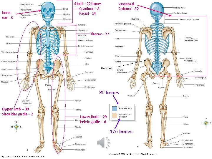 Inner ear - 3 Skull – 22 bones Cranium – 8 Facial - 14