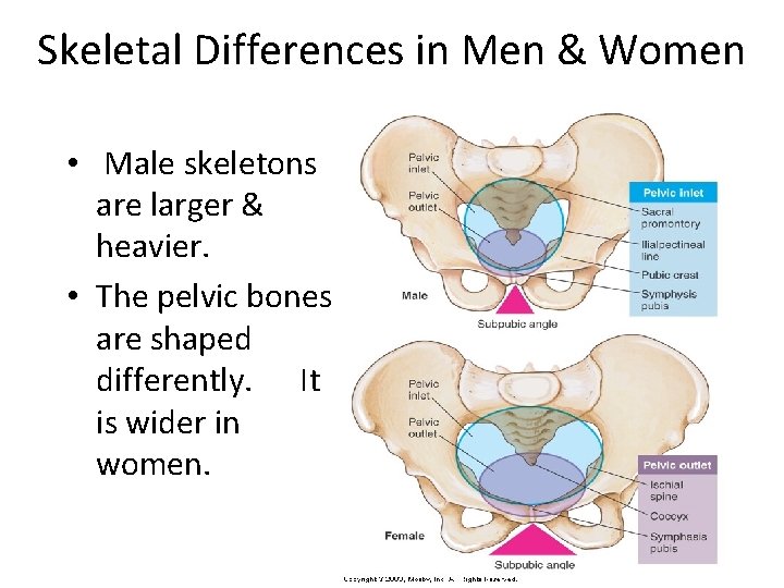 Skeletal Differences in Men & Women • Male skeletons are larger & heavier. •