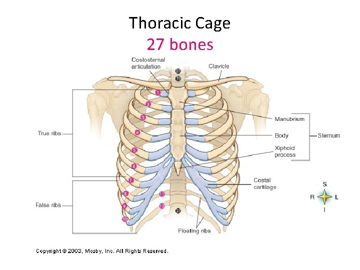 Thoracic Cage 27 bones 