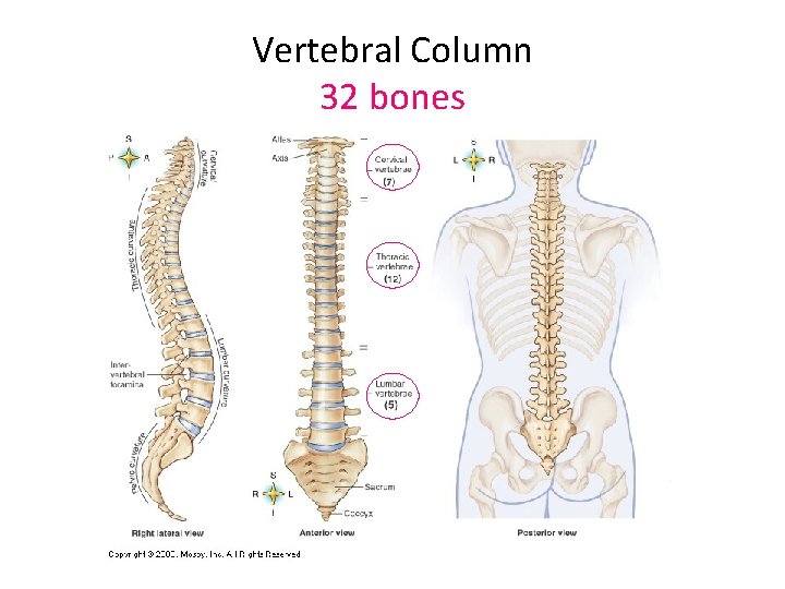 Vertebral Column 32 bones 