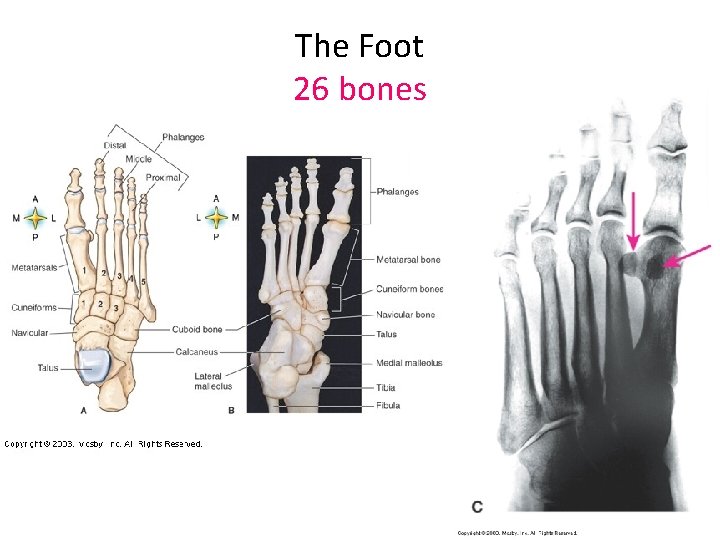 The Foot 26 bones 