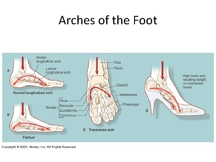 Arches of the Foot 