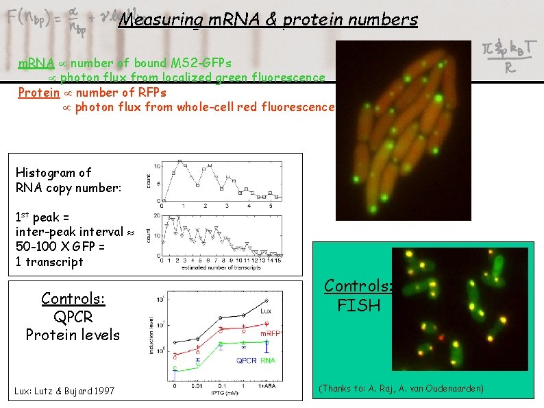 Measuring m. RNA & protein numbers m. RNA number of bound MS 2 -GFPs