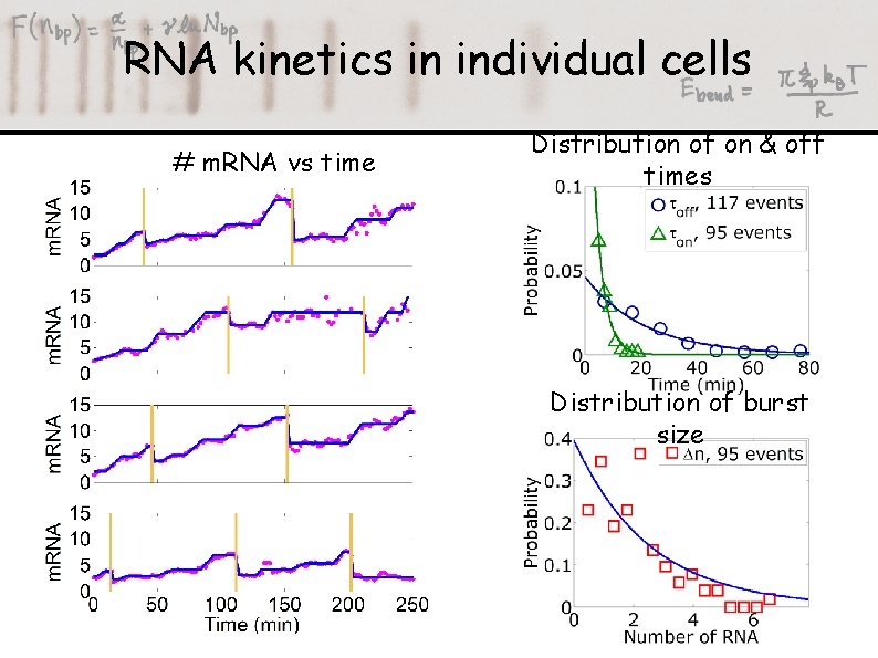 RNA kinetics in individual cells # m. RNA vs time Distribution of on &