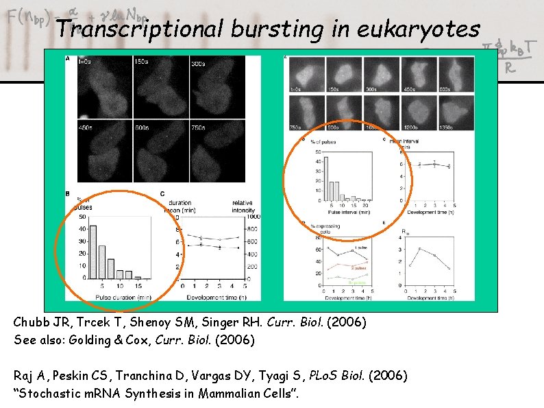 Transcriptional bursting in eukaryotes Chubb JR, Trcek T, Shenoy SM, Singer RH. Curr. Biol.