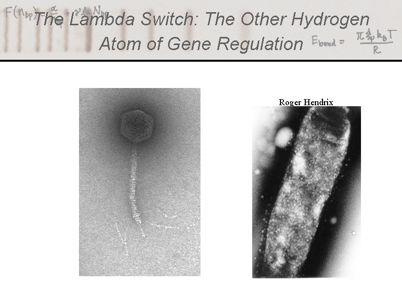 The Lambda Switch: The Other Hydrogen Atom of Gene Regulation Roger Hendrix 