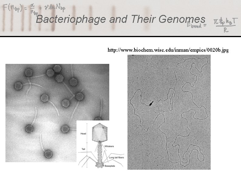 Bacteriophage and Their Genomes http: //www. biochem. wisc. edu/inman/empics/0020 b. jpg 