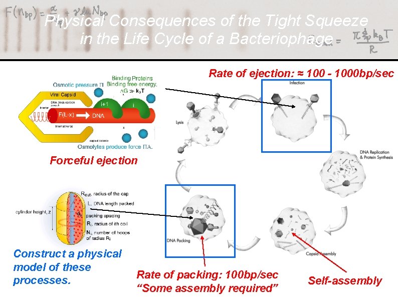 Physical Consequences of the Tight Squeeze in the Life Cycle of a Bacteriophage Rate