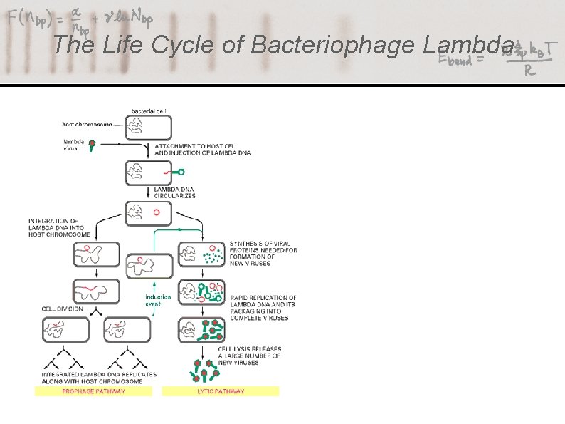 The Life Cycle of Bacteriophage Lambda 
