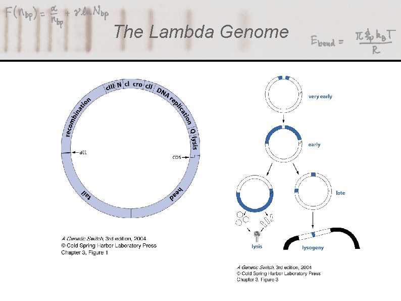 The Lambda Genome 