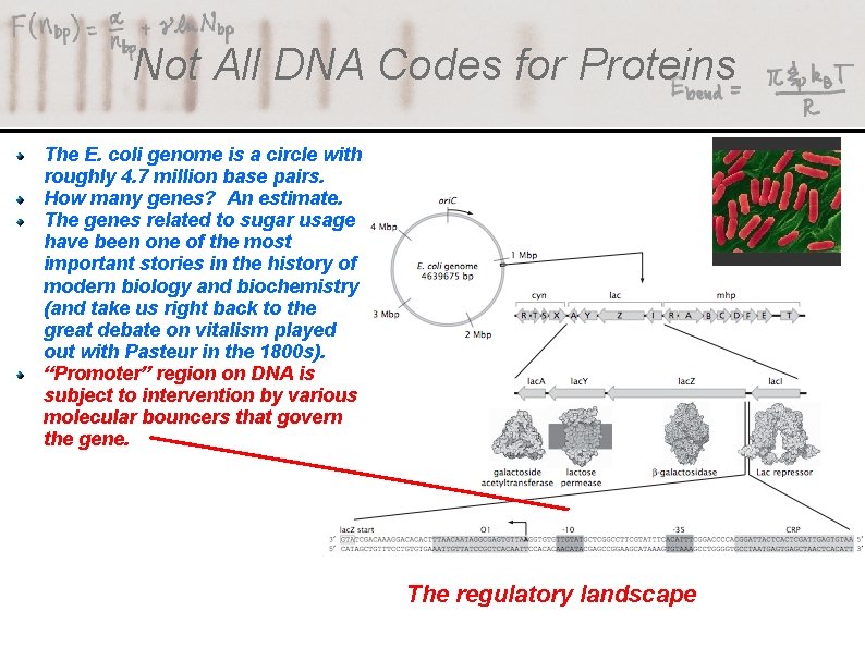 Not All DNA Codes for Proteins The E. coli genome is a circle with