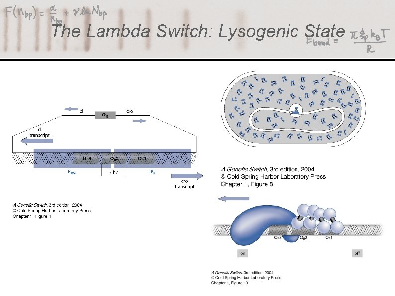 The Lambda Switch: Lysogenic State 