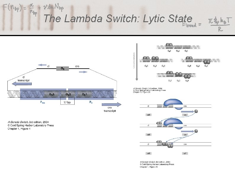 The Lambda Switch: Lytic State 