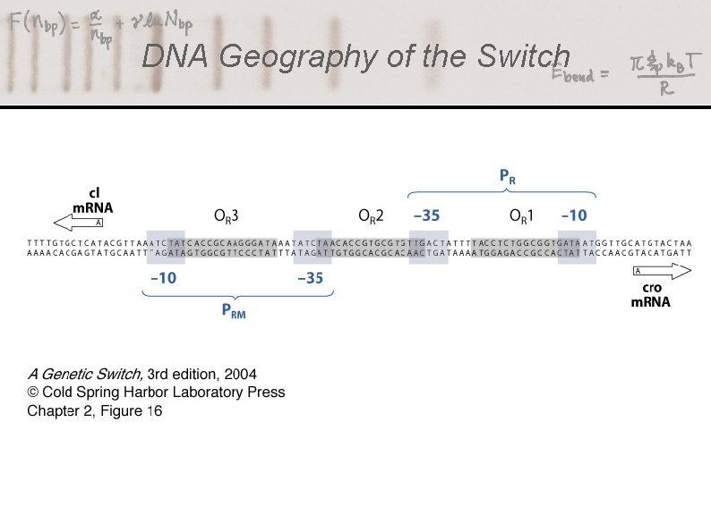 DNA Geography of the Switch 