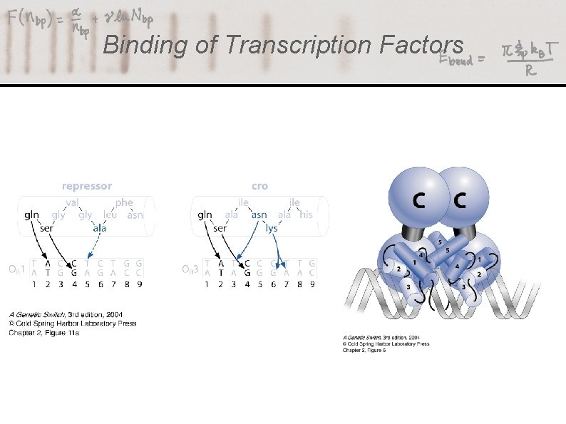 Binding of Transcription Factors 