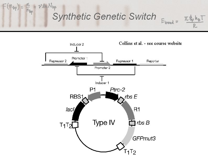 Synthetic Genetic Switch Collins et al. - see course website 