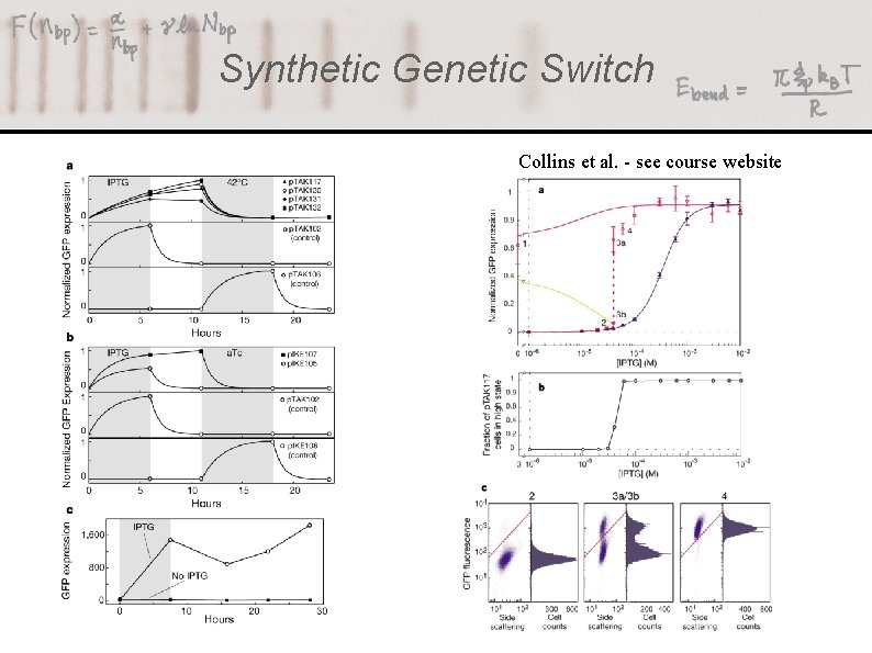 Synthetic Genetic Switch Collins et al. - see course website 