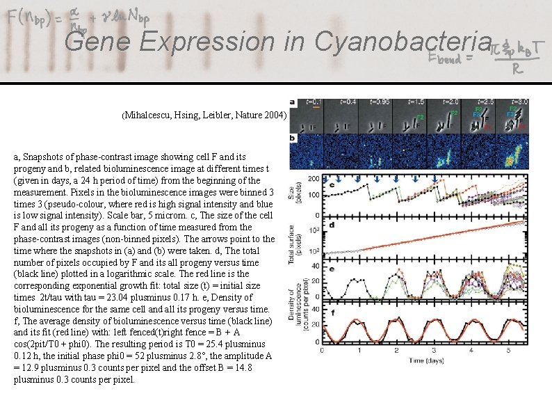 Gene Expression in Cyanobacteria (Mihalcescu, Hsing, Leibler, Nature 2004) a, Snapshots of phase-contrast image