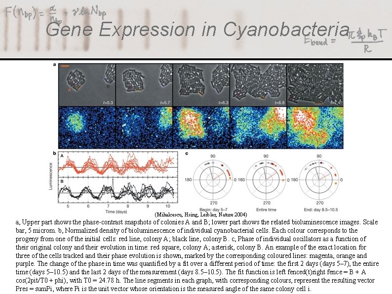 Gene Expression in Cyanobacteria (Mihalcescu, Hsing, Leibler, Nature 2004) a, Upper part shows the