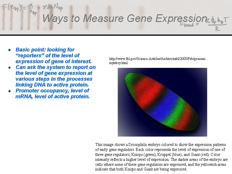 Ways to Measure Gene Expression Basic point: looking for “reporters” of the level of