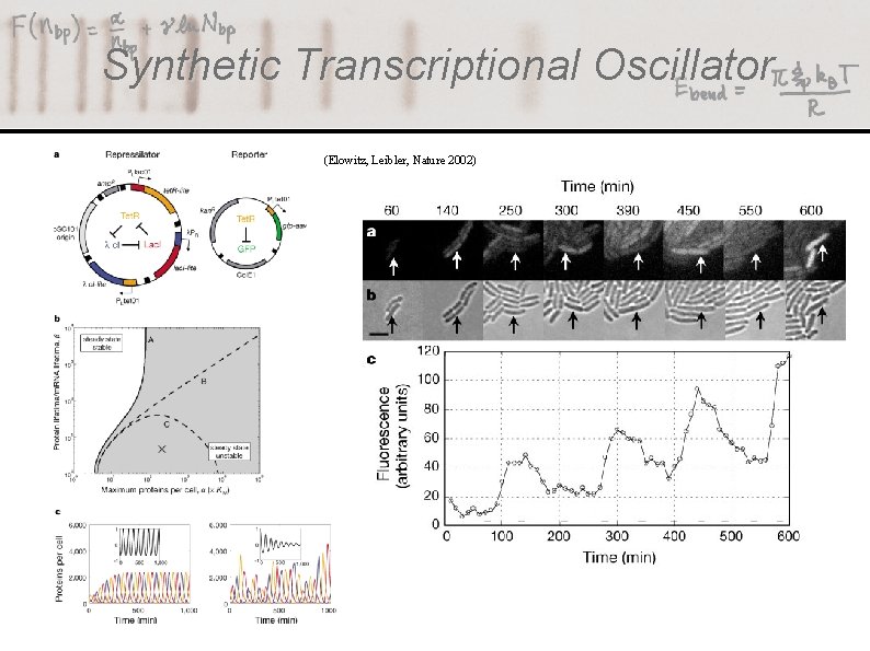 Synthetic Transcriptional Oscillator (Elowitz, Leibler, Nature 2002) 