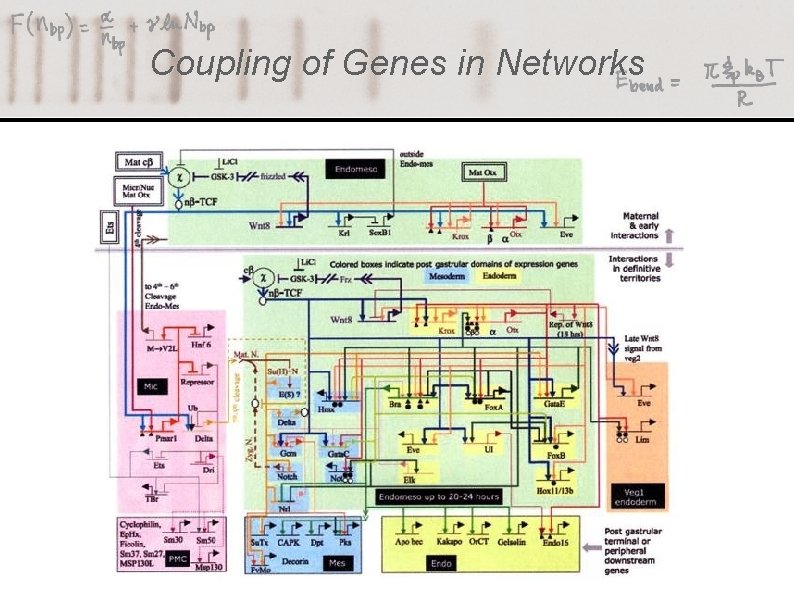 Coupling of Genes in Networks 