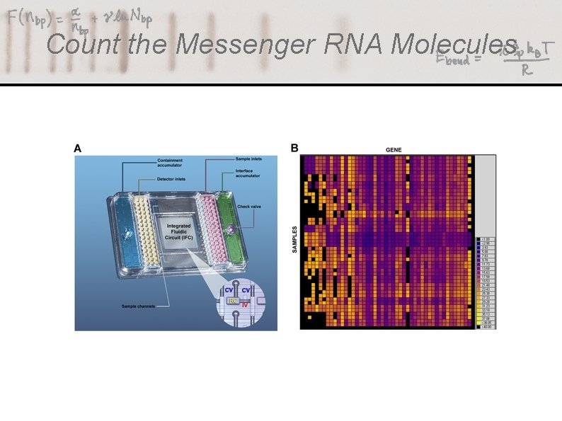 Count the Messenger RNA Molecules 