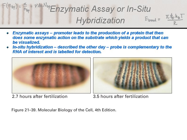 Enzymatic Assay or In-Situ Hybridization Enzymatic assays – promoter leads to the production of