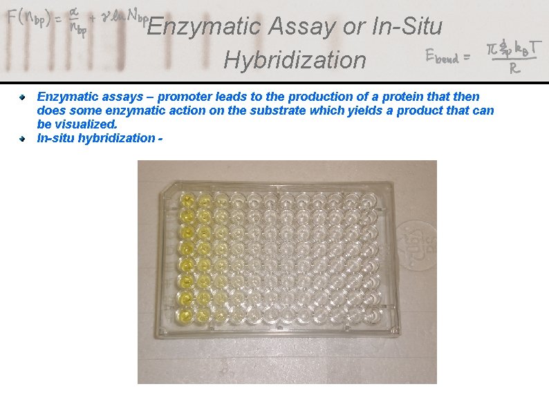 Enzymatic Assay or In-Situ Hybridization Enzymatic assays – promoter leads to the production of