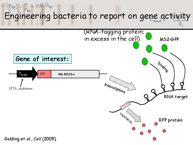 Engineering bacteria to report on gene activity (RNA-tagging protein; in excess in the cell)