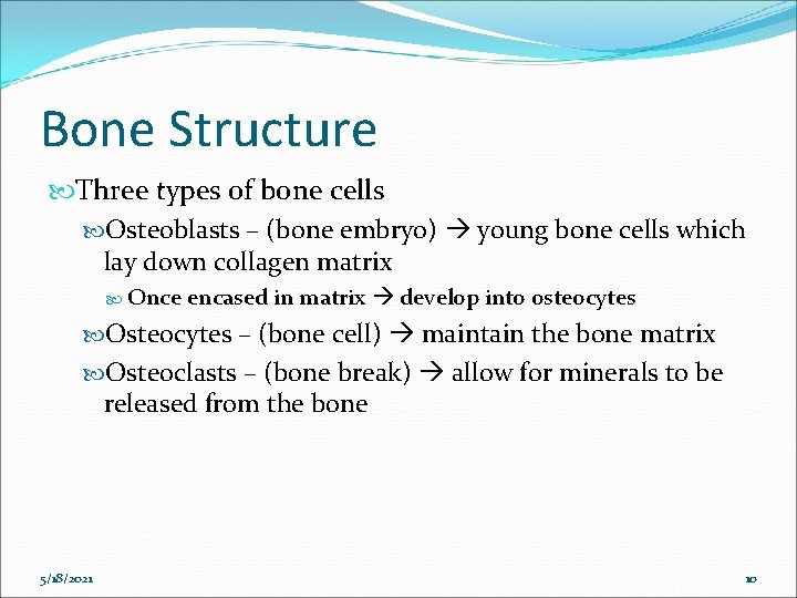 Bone Structure Three types of bone cells Osteoblasts – (bone embryo) young bone cells