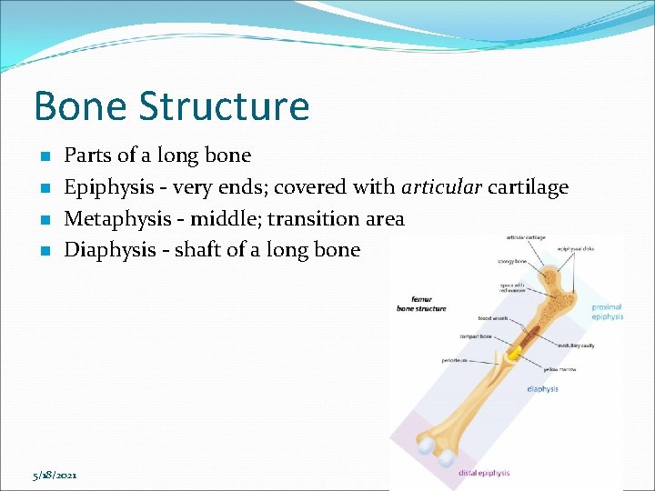Bone Structure n n Parts of a long bone Epiphysis - very ends; covered