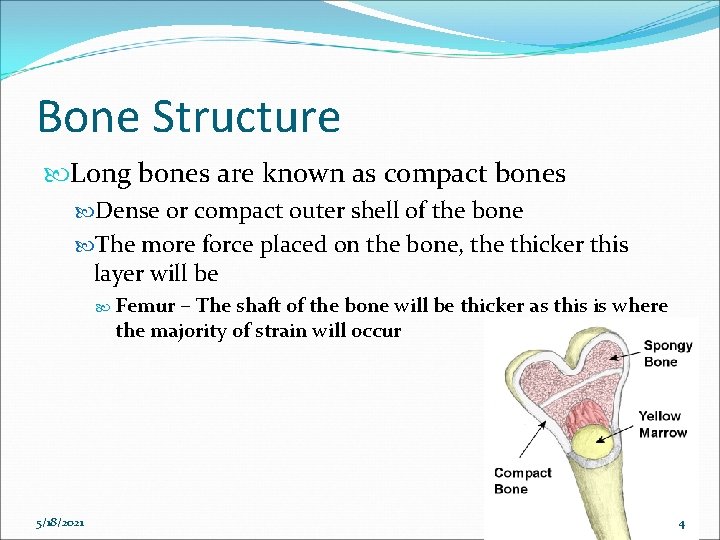 Bone Structure Long bones are known as compact bones Dense or compact outer shell