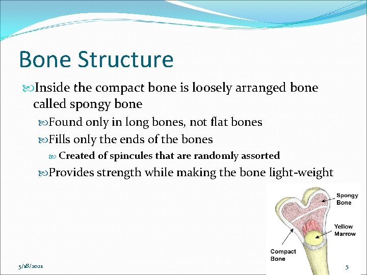 Bone Structure Inside the compact bone is loosely arranged bone called spongy bone Found