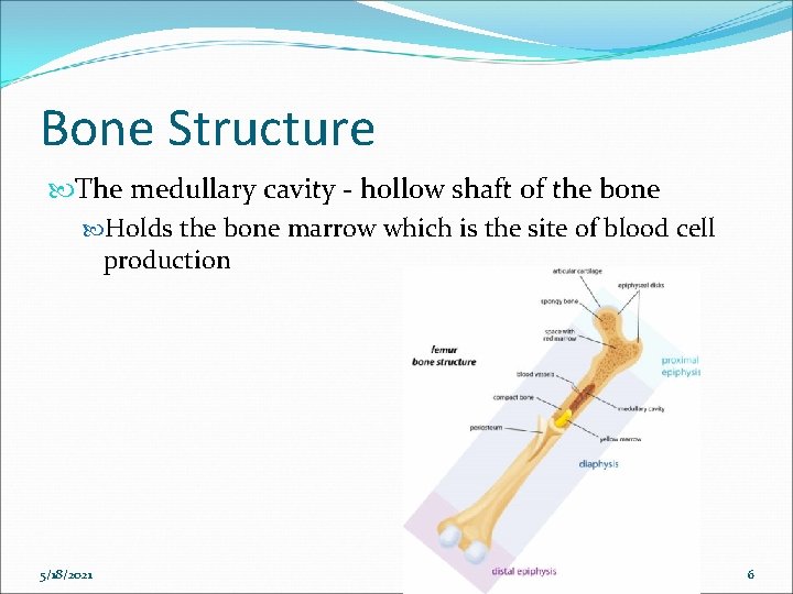 Bone Structure The medullary cavity - hollow shaft of the bone Holds the bone