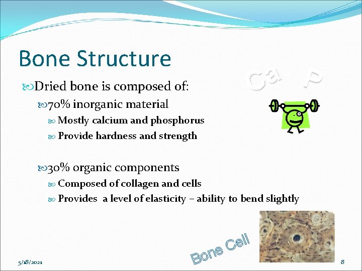 Bone Structure a P C Dried bone is composed of: 70% inorganic material Mostly
