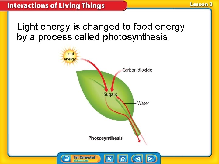 Light energy is changed to food energy by a process called photosynthesis. 