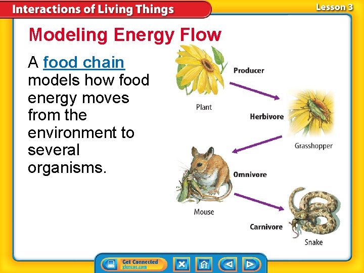 Modeling Energy Flow A food chain models how food energy moves from the environment