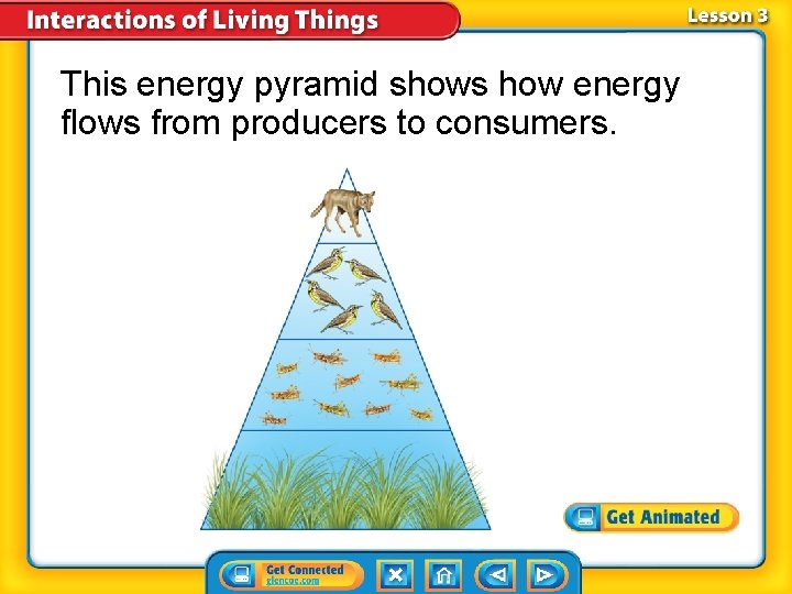 This energy pyramid shows how energy flows from producers to consumers. 
