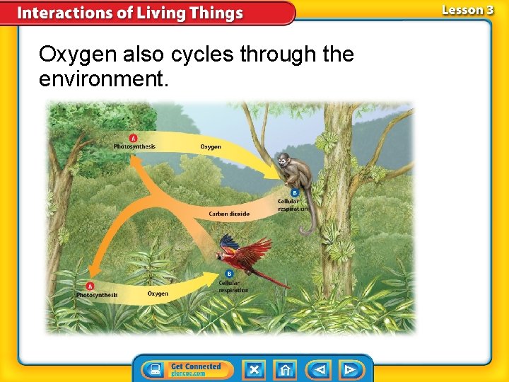 Oxygen also cycles through the environment. 