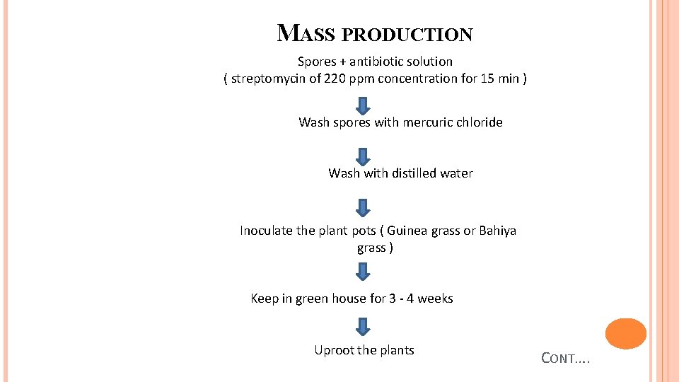 MASS PRODUCTION Spores + antibiotic solution ( streptomycin of 220 ppm concentration for 15