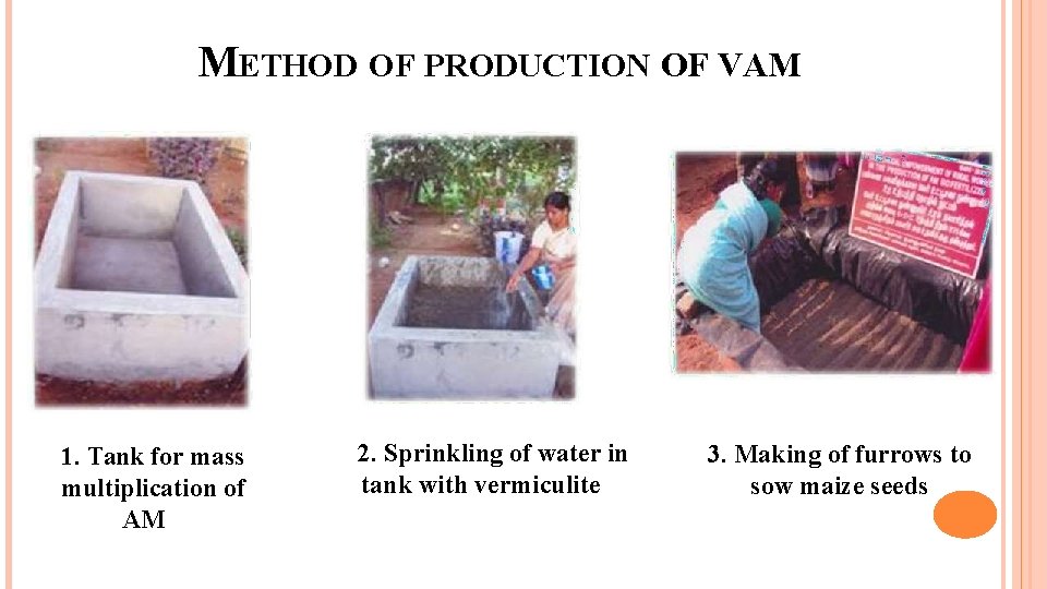 METHOD OF PRODUCTION OF VAM 1. Tank for mass multiplication of AM 2. Sprinkling