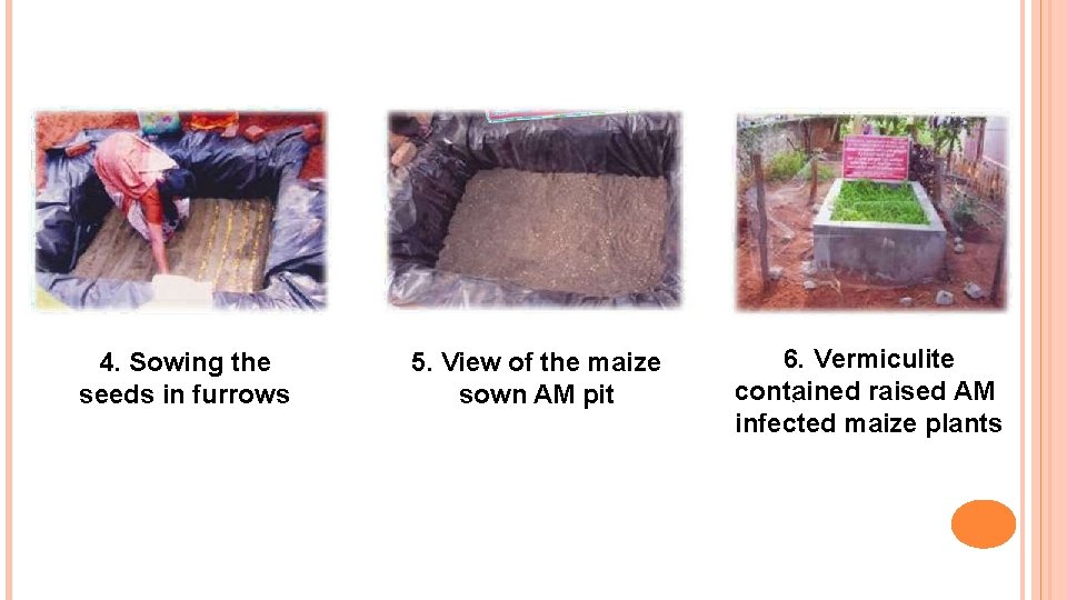 4. Sowing the seeds in furrows 5. View of the maize sown AM pit